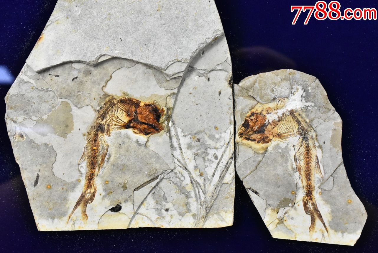 p9218中国辽西古生物化石一枚带支架狼鳍鱼化石产于辽宁省朝阳市