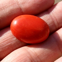  strong>老红珊瑚戒面~台湾ak级 /strong>_珊瑚
