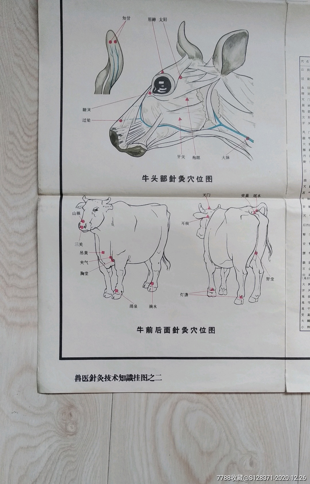 牛针灸部位图高清图片