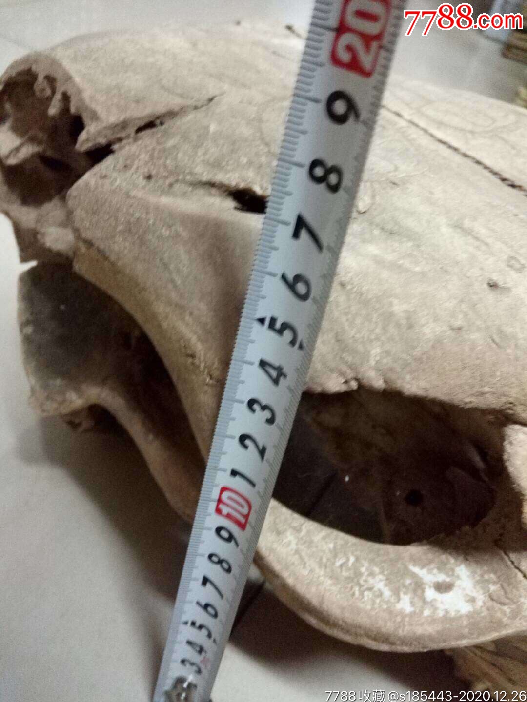 刻有字的羊头骨_骨雕_秋月轩古玩【7788集卡网】