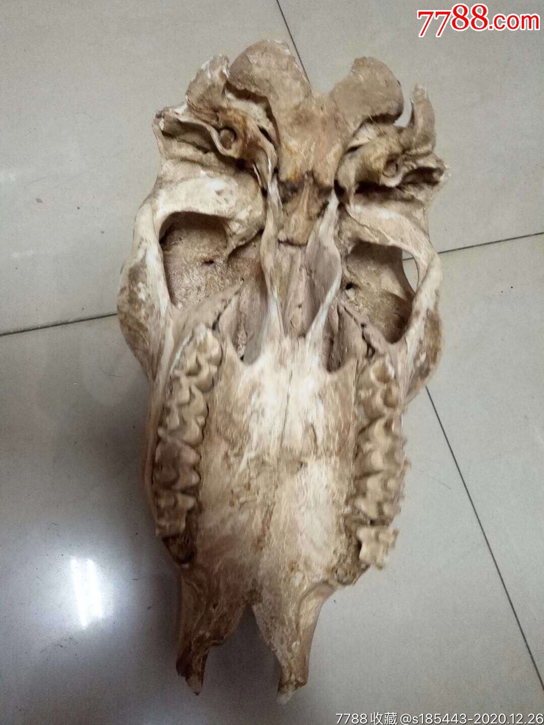 刻有字的羊头骨_骨雕_秋月轩古玩【7788陶瓷】