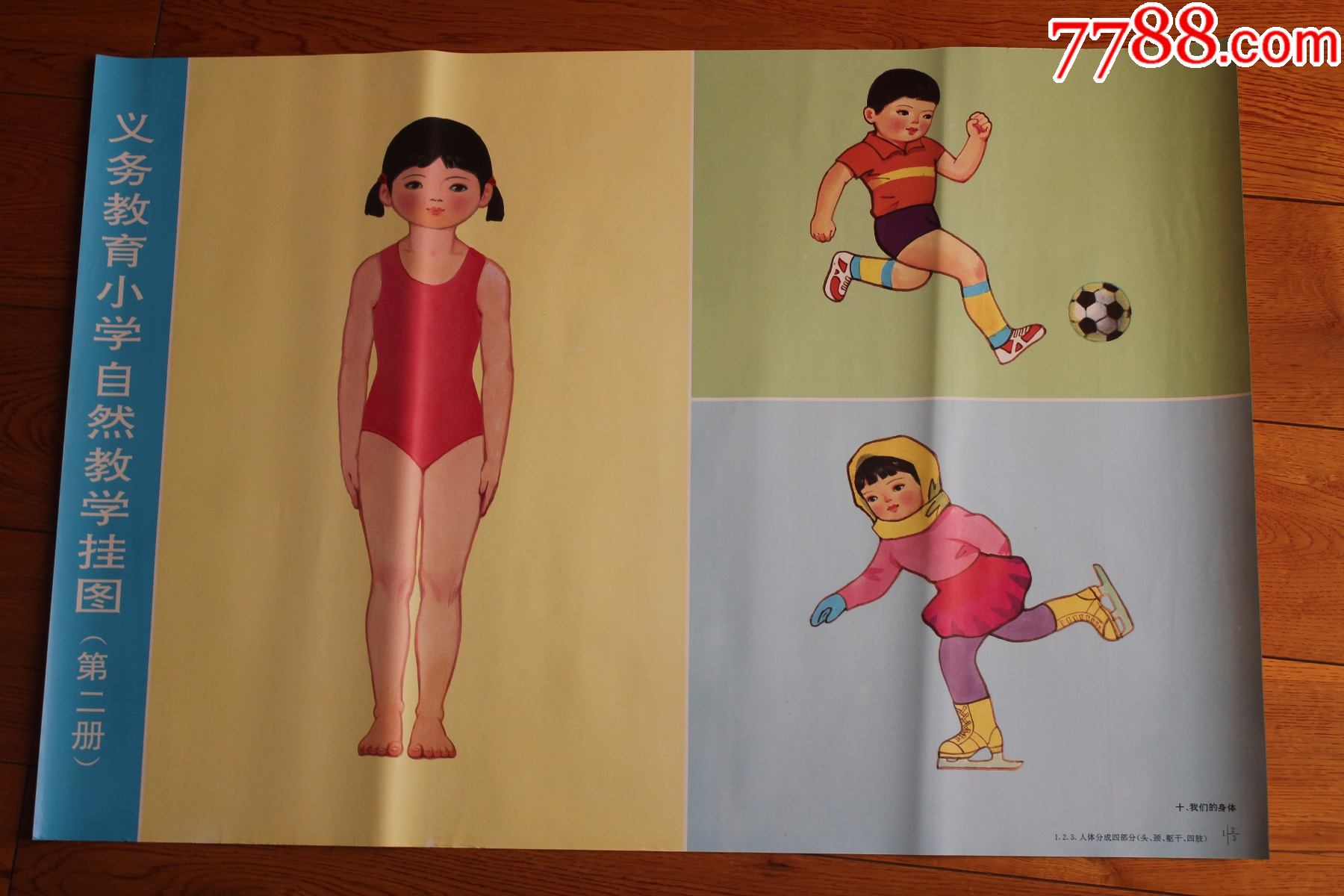 人体结构教学挂图共10幅(52x76厘米)