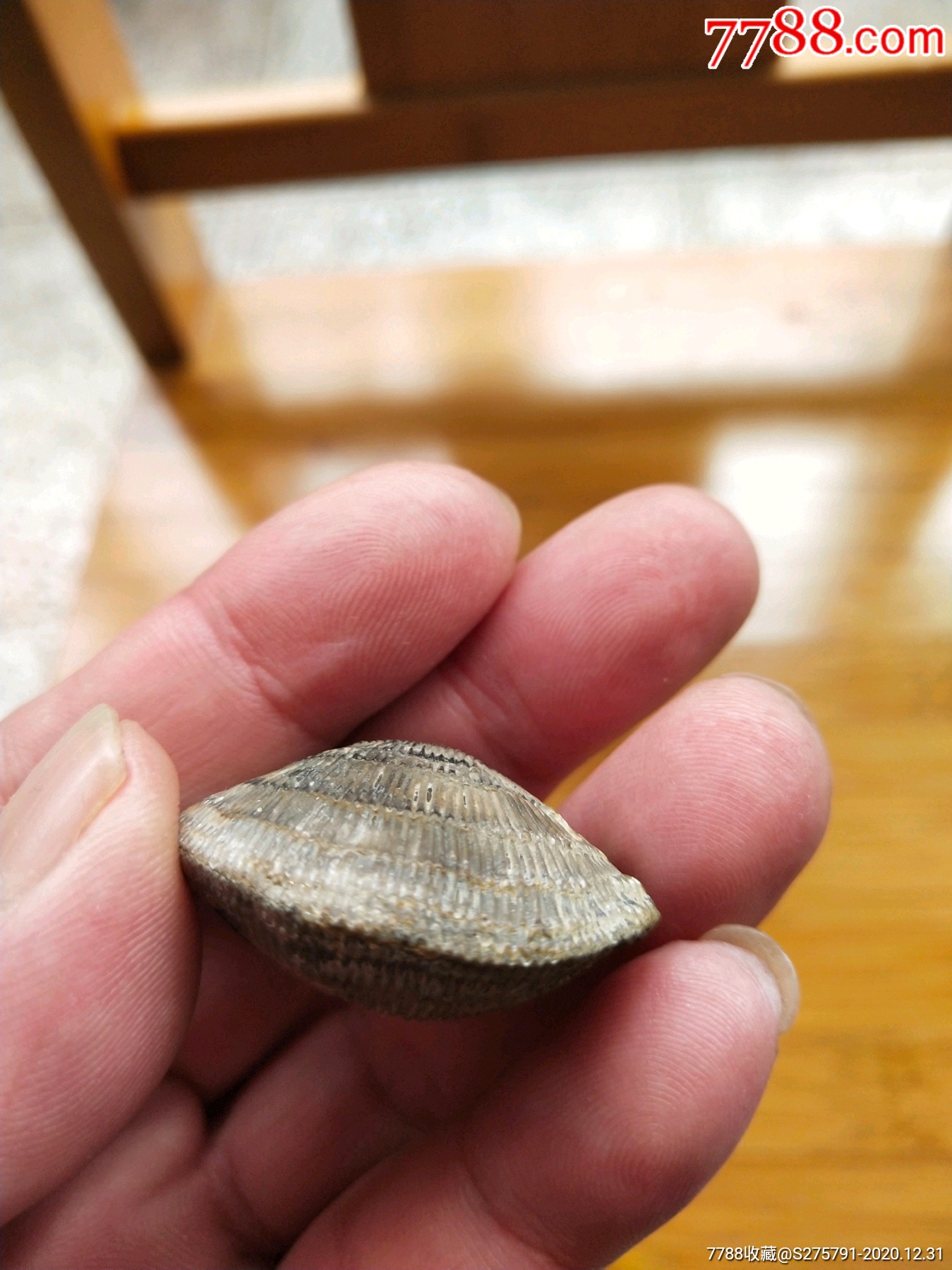 贝壳化石(纯天然)-动植物化石-7788收藏