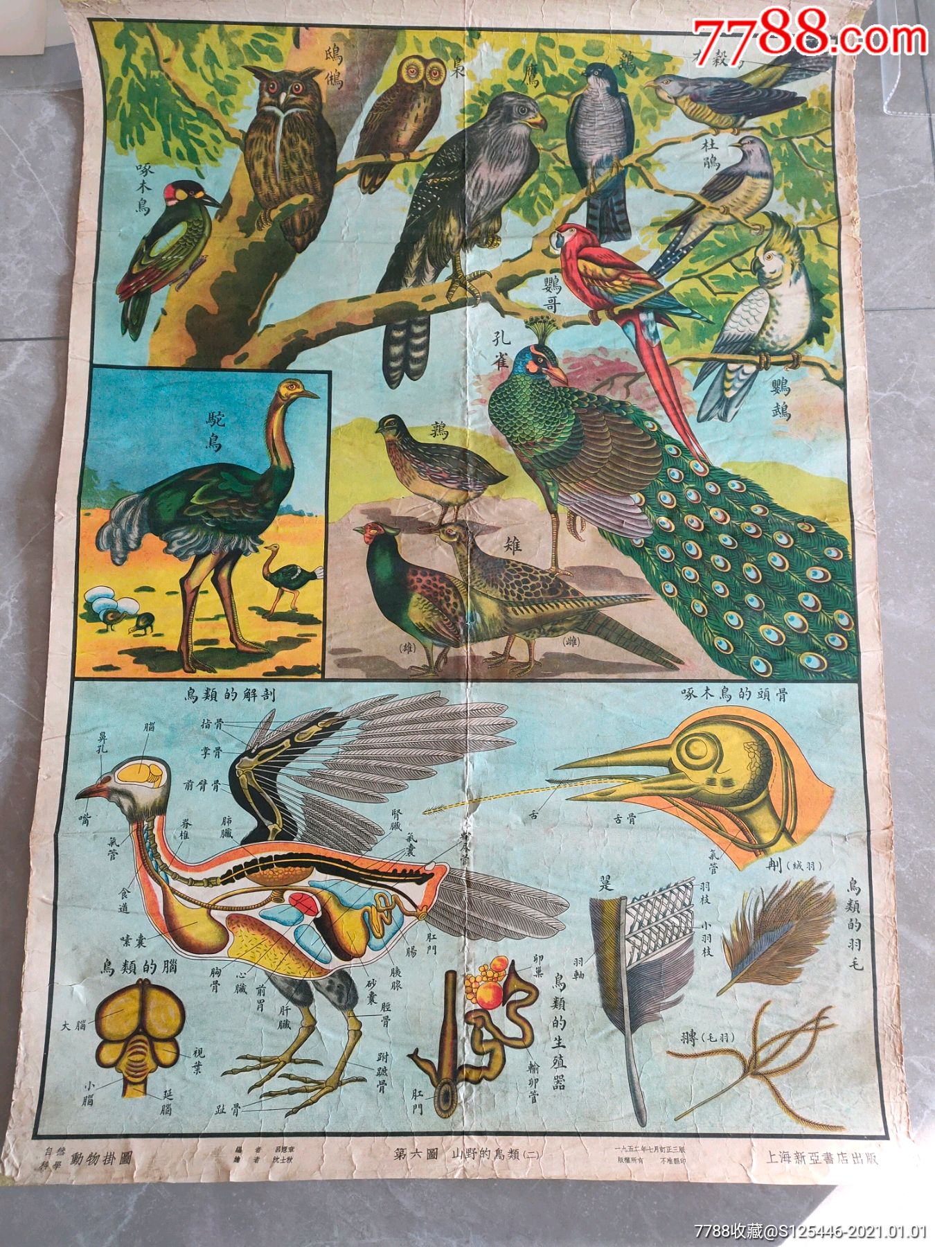 山野的鸟类_年画/宣传画_作品欣赏_收藏价值_7788油画收藏