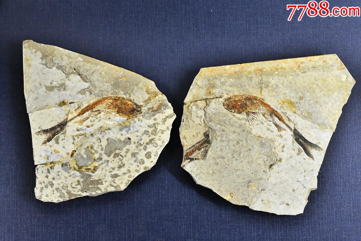 p9445中国辽西古生物化石狼鳍鱼对鱼原盒一对狼鳍鱼化石产于辽宁省朝