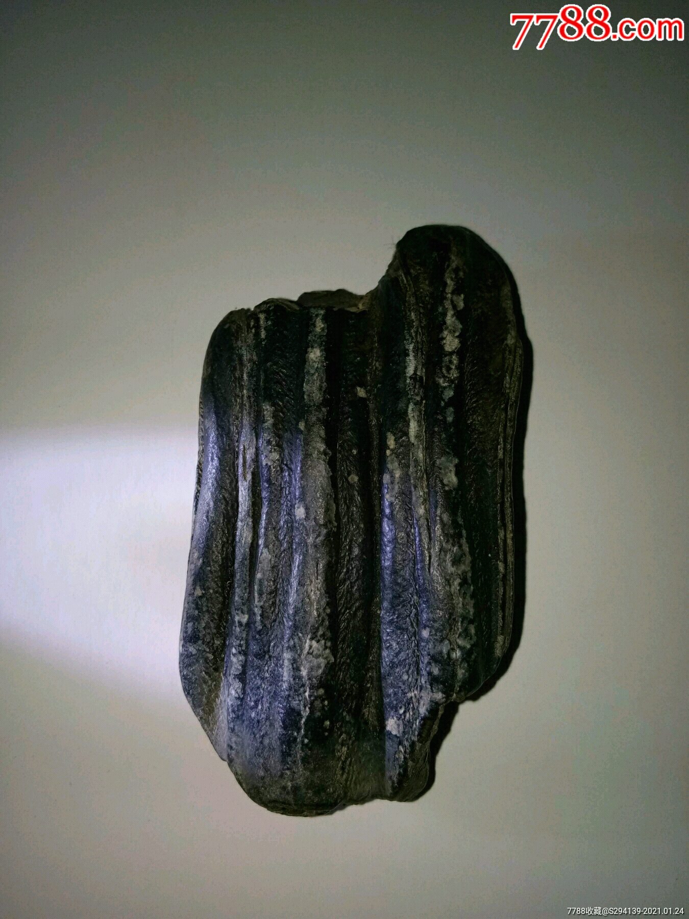 估计远古大型蕨类植物化石