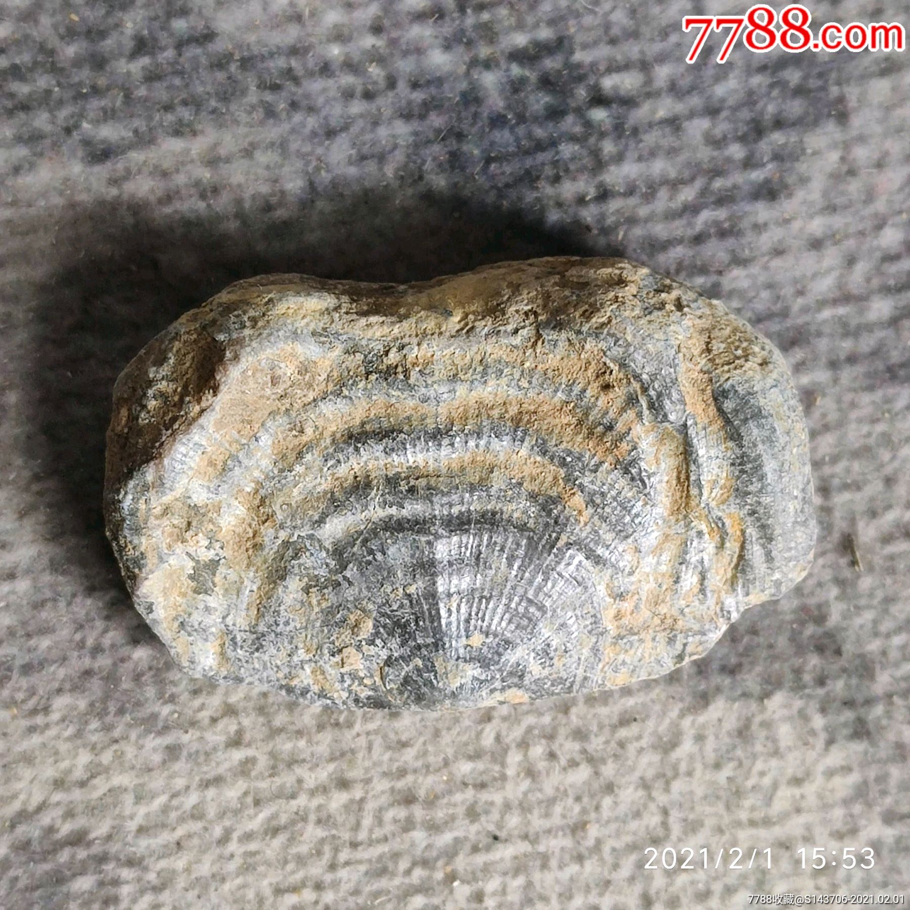 2-3亿年泥盆纪时期贝化石,编号x22