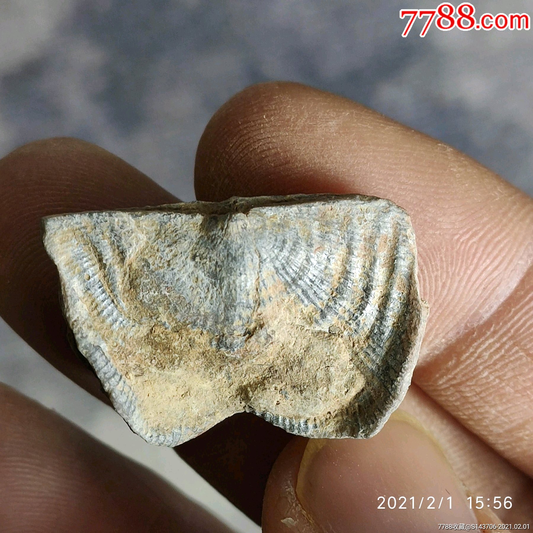 2-3亿年泥盆纪时期贝化石,编号x24