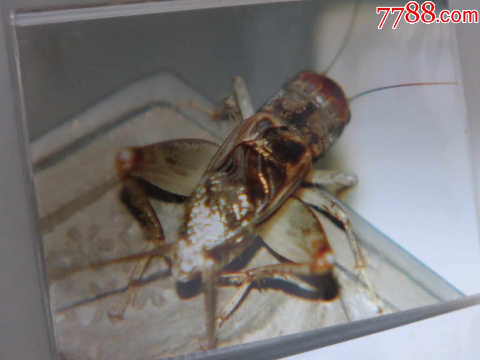 蟋蟀蛐蛐异虫照片一本,吴继传拍摄照原件,封皮作者所写《蚁码异虫》