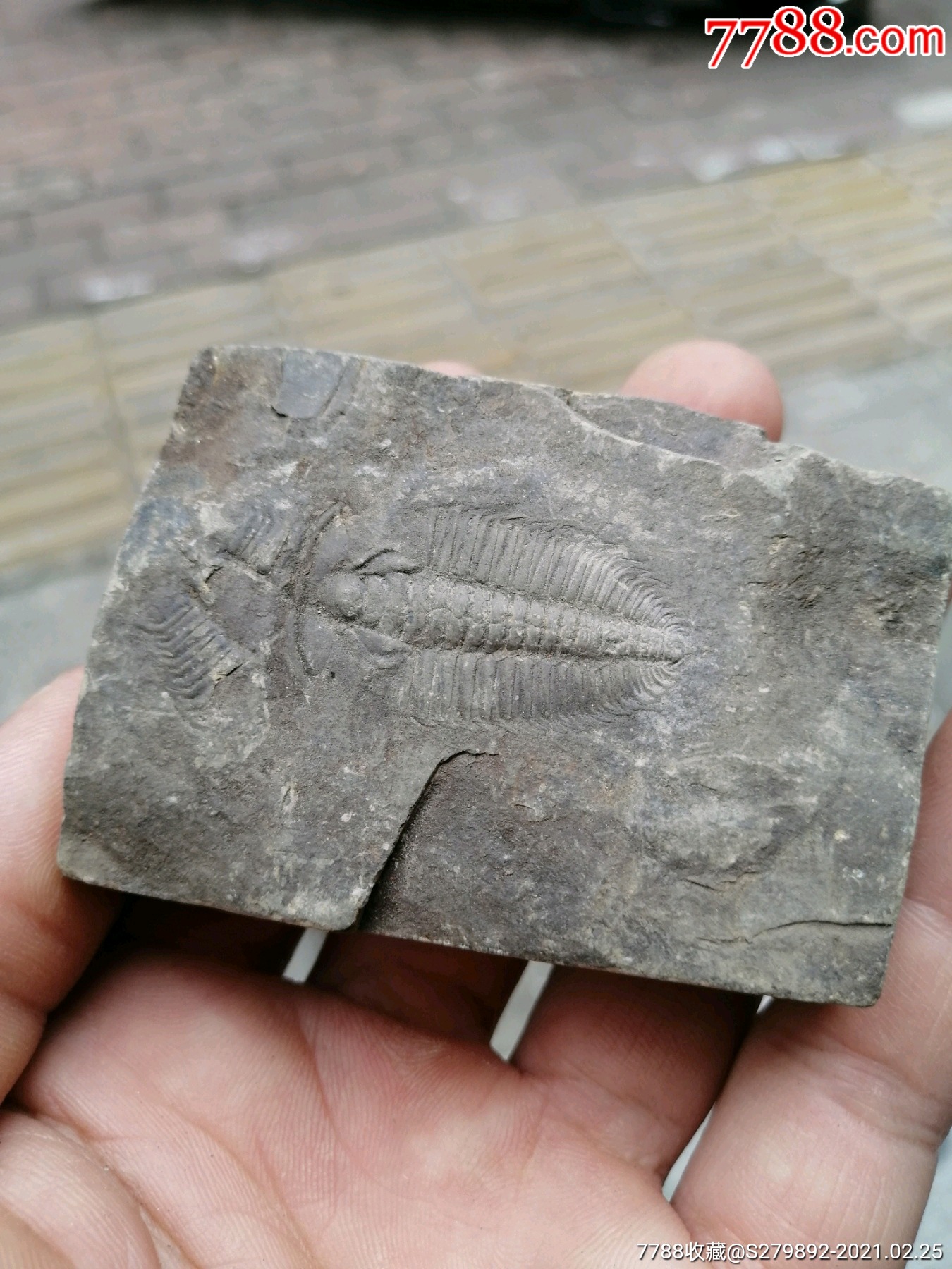 三叶虫化石_第2张_7788棋牌玩具