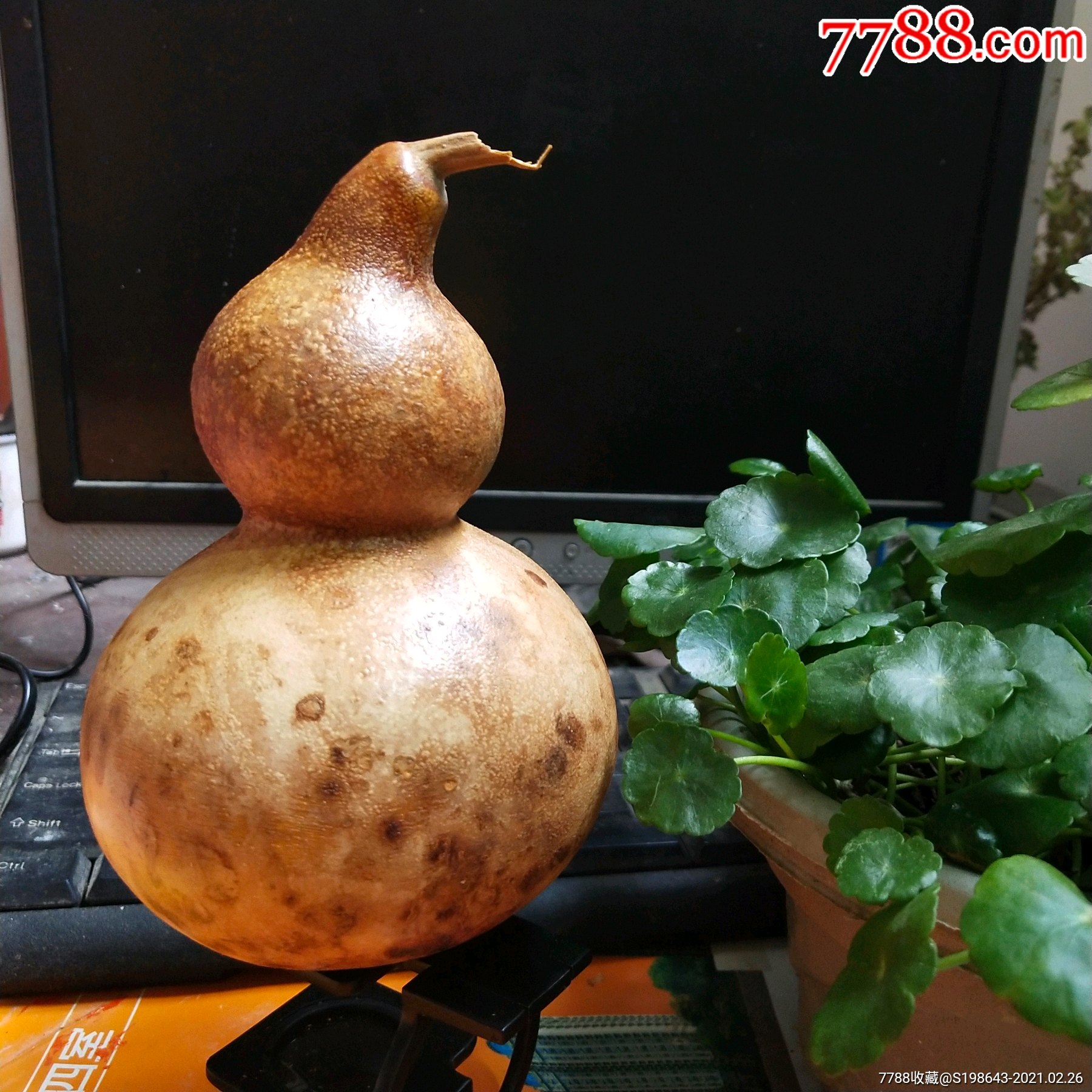 t321葫芦花皮葫芦一个合售