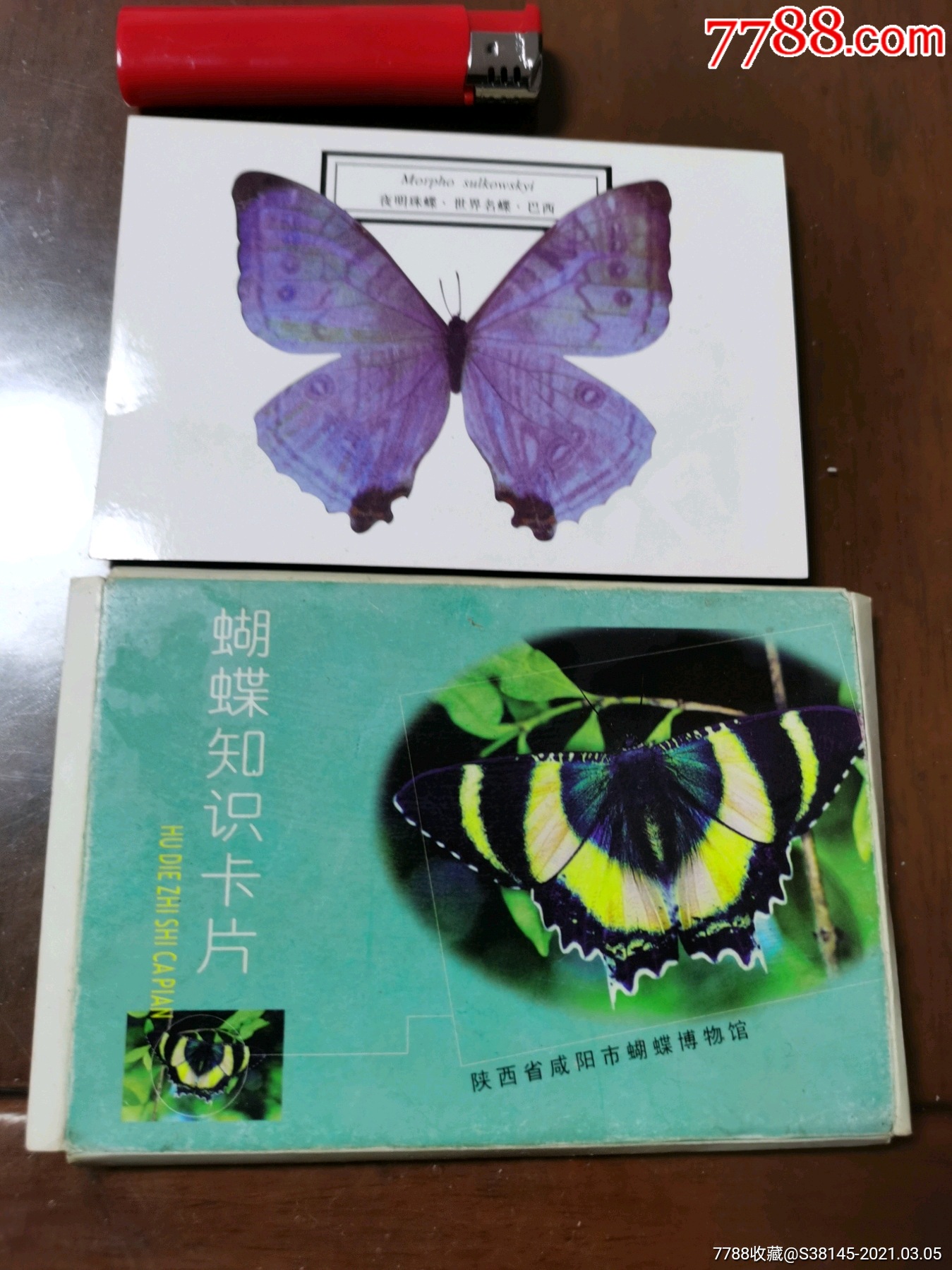 蝴蝶知识卡片16张