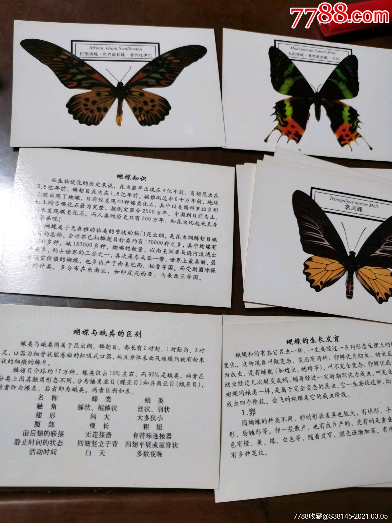 蝴蝶昆虫介绍卡图片