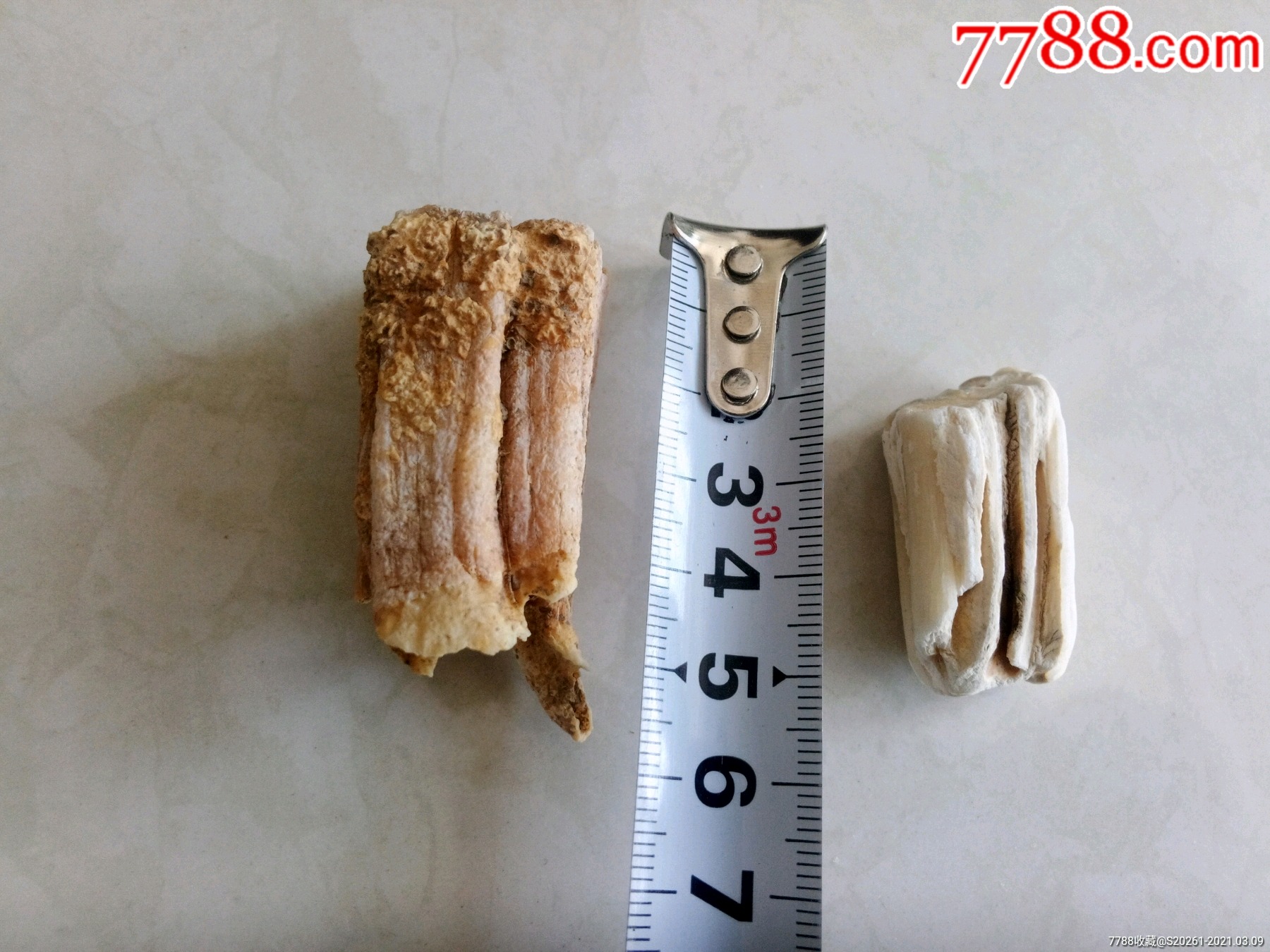 少见超大天然2颗老牙化石合拍