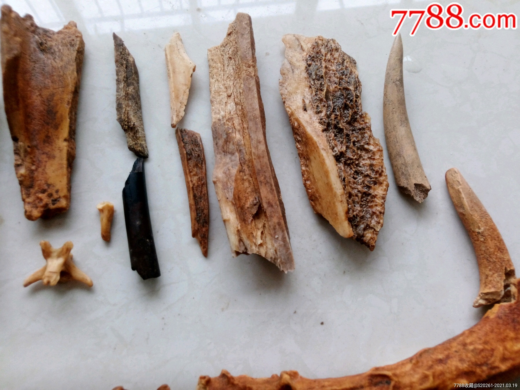 石器时代各种骨角器