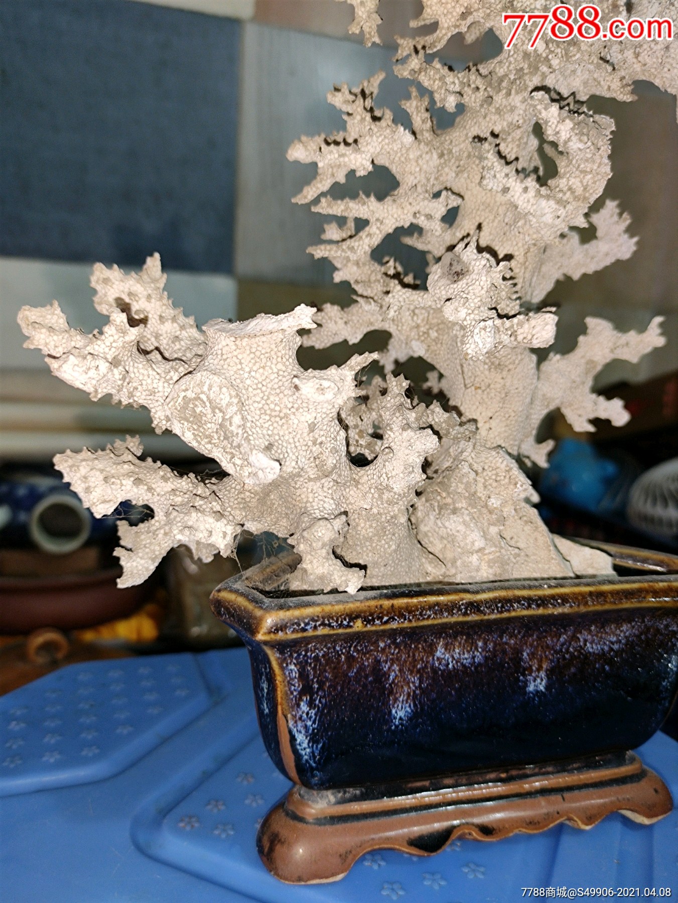 白珊瑚盆景摆件,招财树-价格:1.