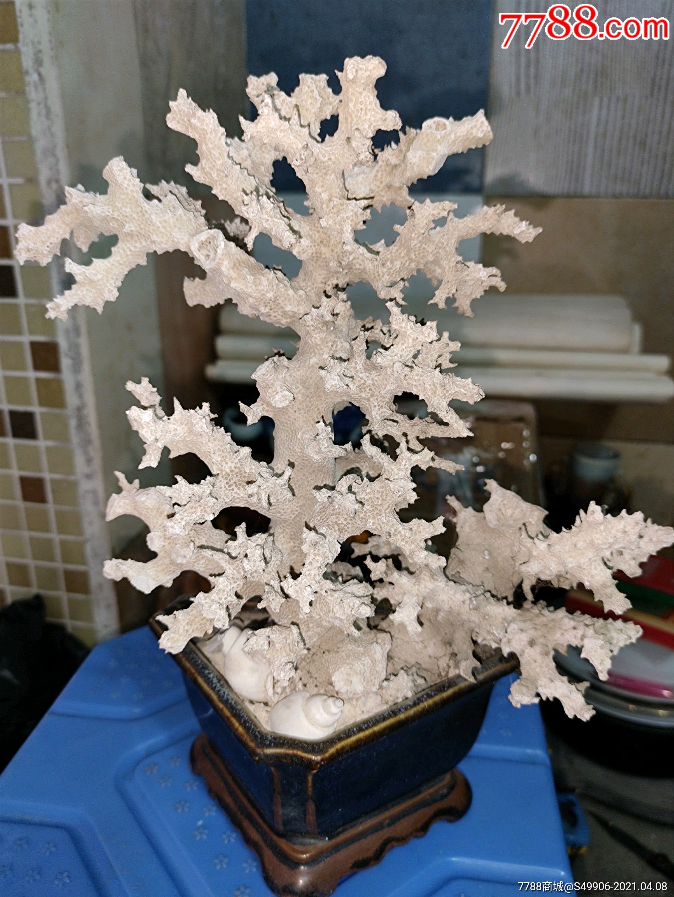 白珊瑚盆景摆件,招财树-价格:1.