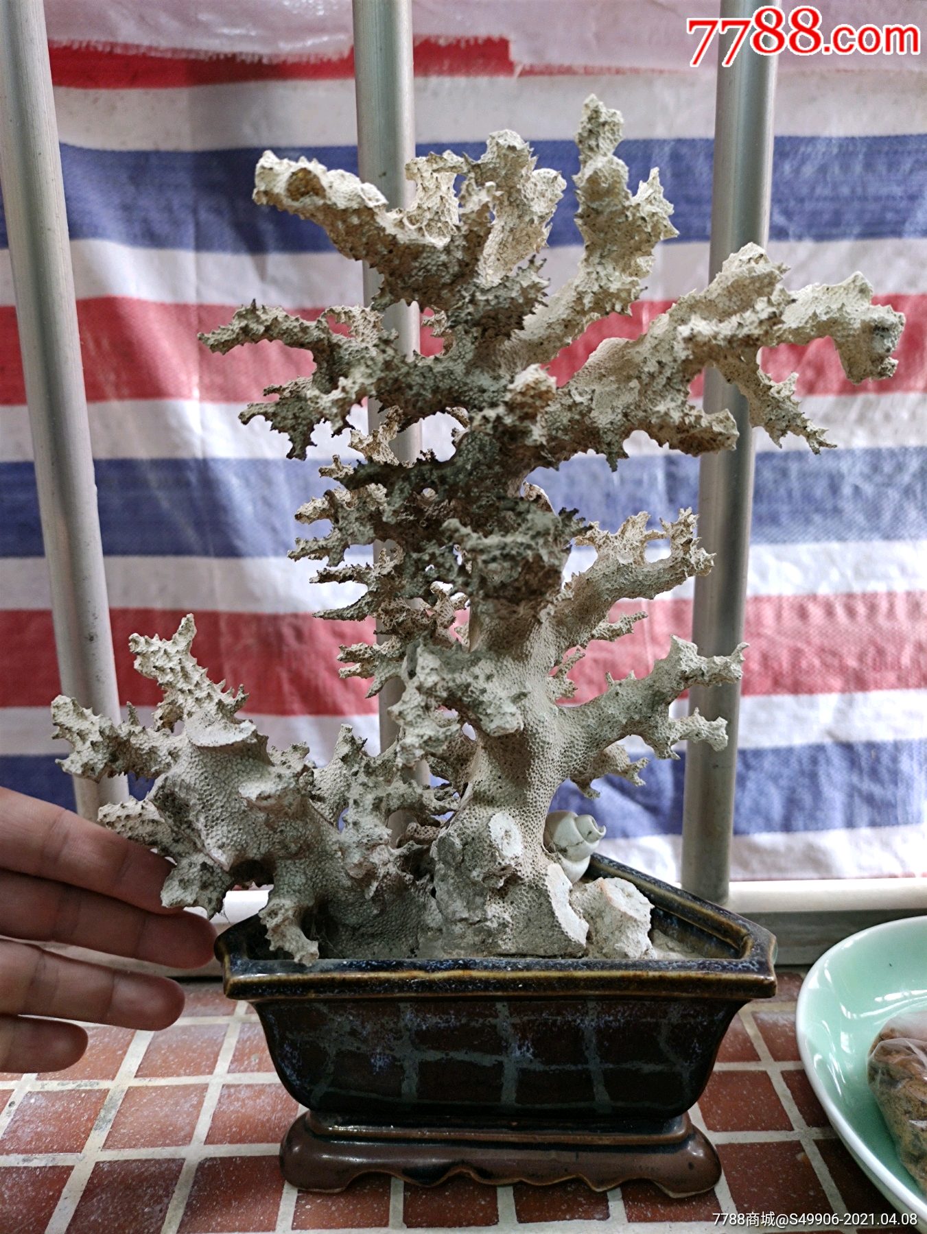 白珊瑚盆景摆件,招财树-价格:1.