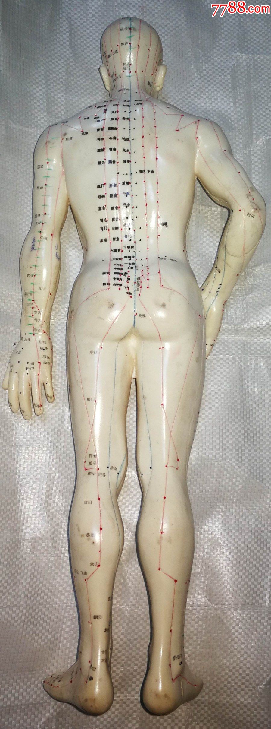 一米以上针灸人体模型图片
