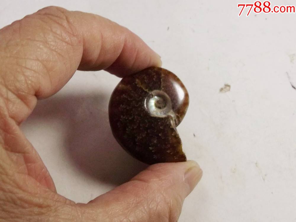 亿万年前的马达加斯加深海螺化石