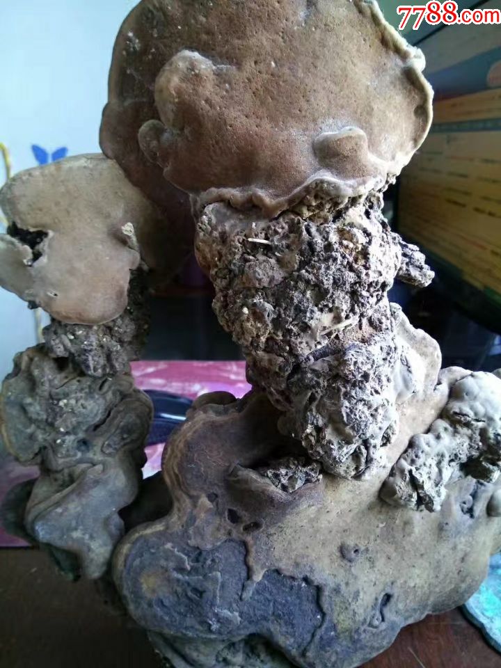 造型独特的纯天然灵芝摆件