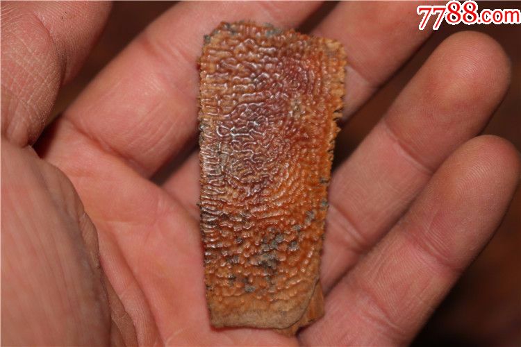 c南京六朝鼋甲毛料