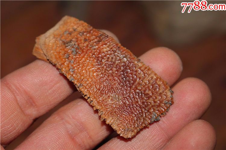 c南京六朝鼋甲毛料