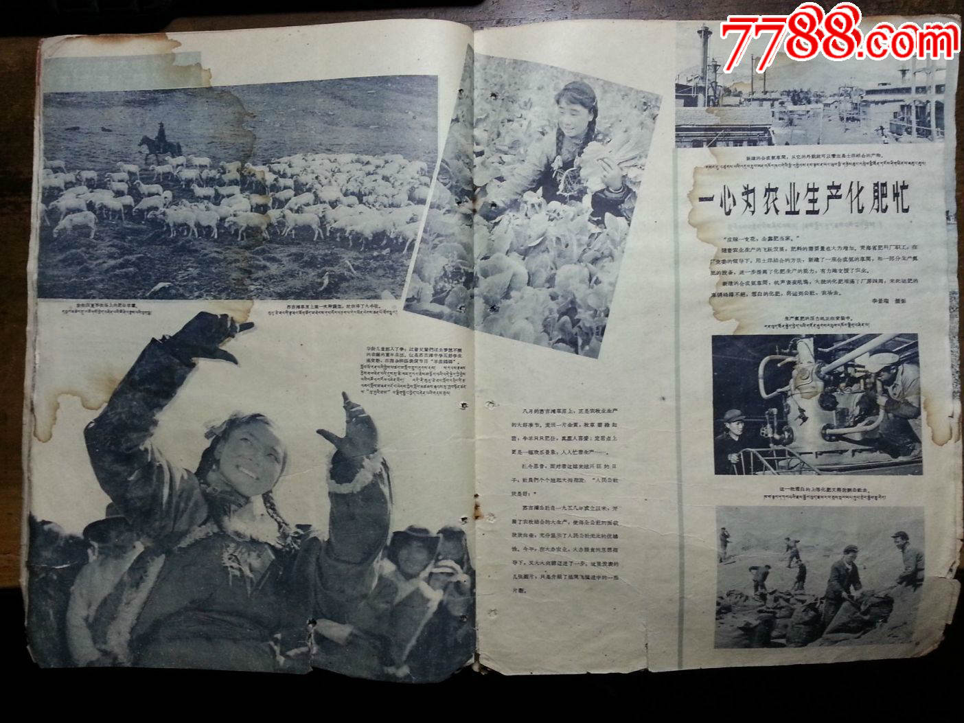 中国西北明珠《青海画报》1960年第9期【8开85幅黑白图7幅彩色图】