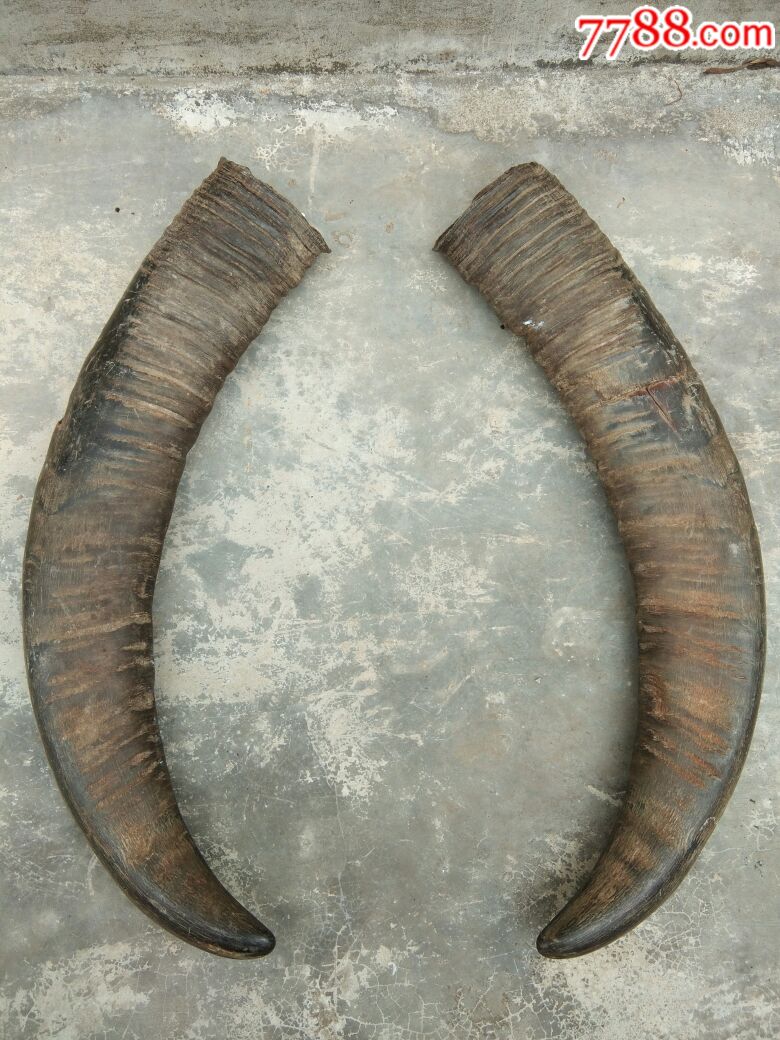 大公牛角一对
