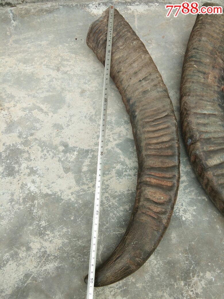 大公牛角一对