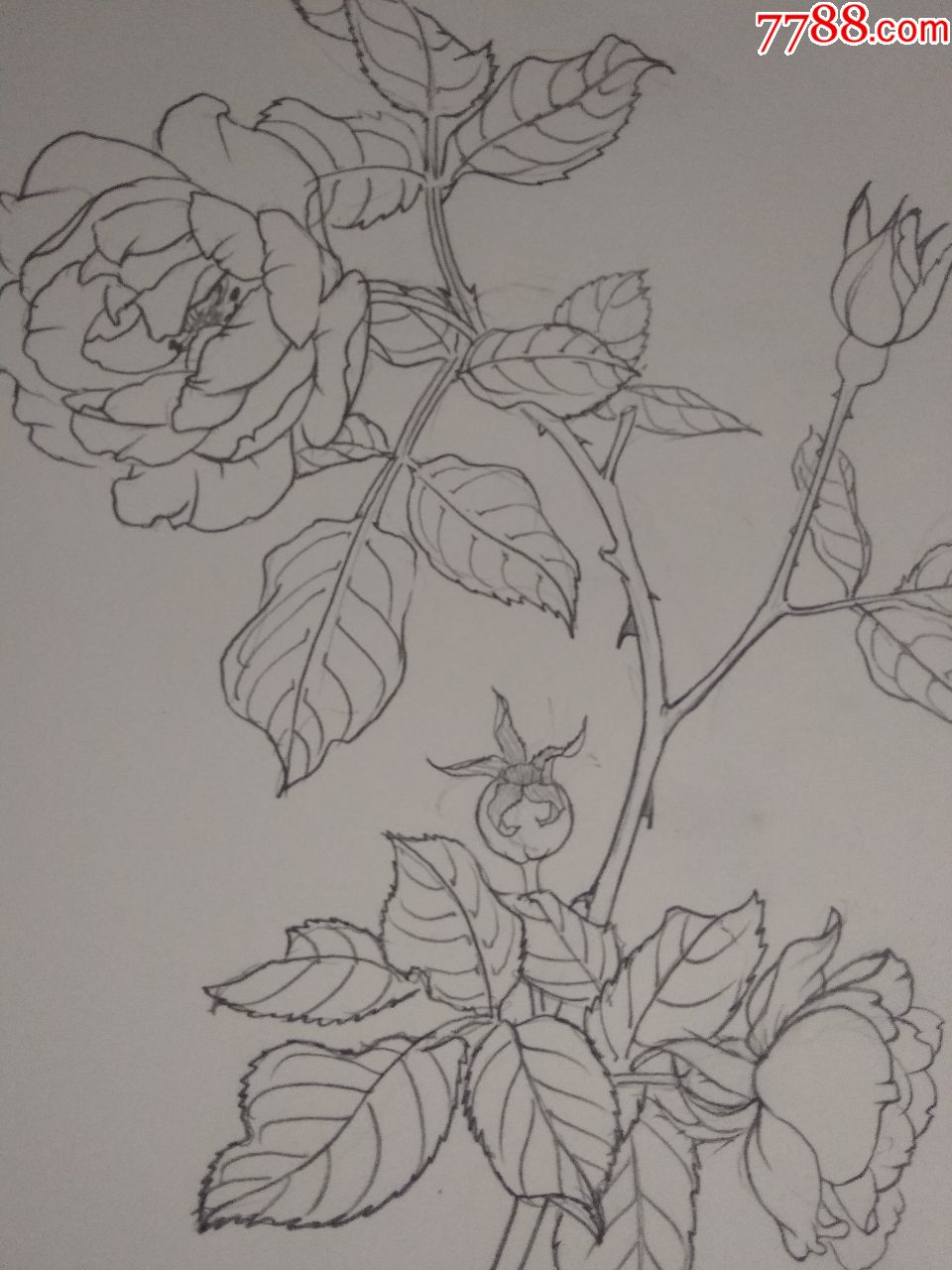 速写------蔷薇一枝