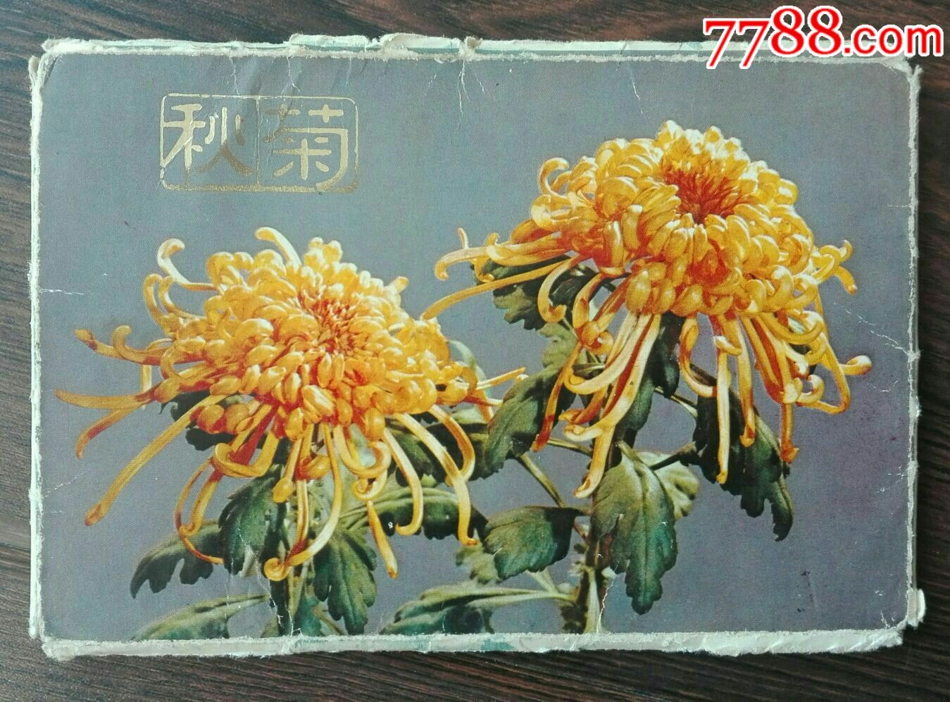 菊花(明信片)