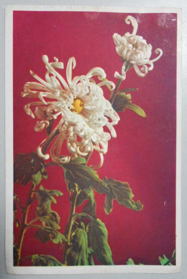 邮电部1958.6美21花卉明信片《菊花》片1枚