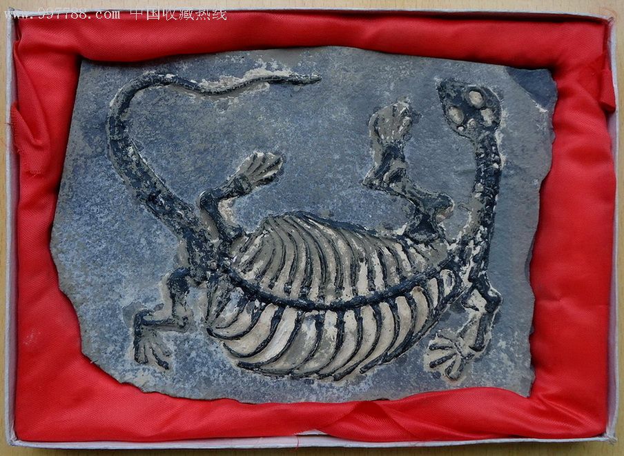 中国十大活化石动物图片