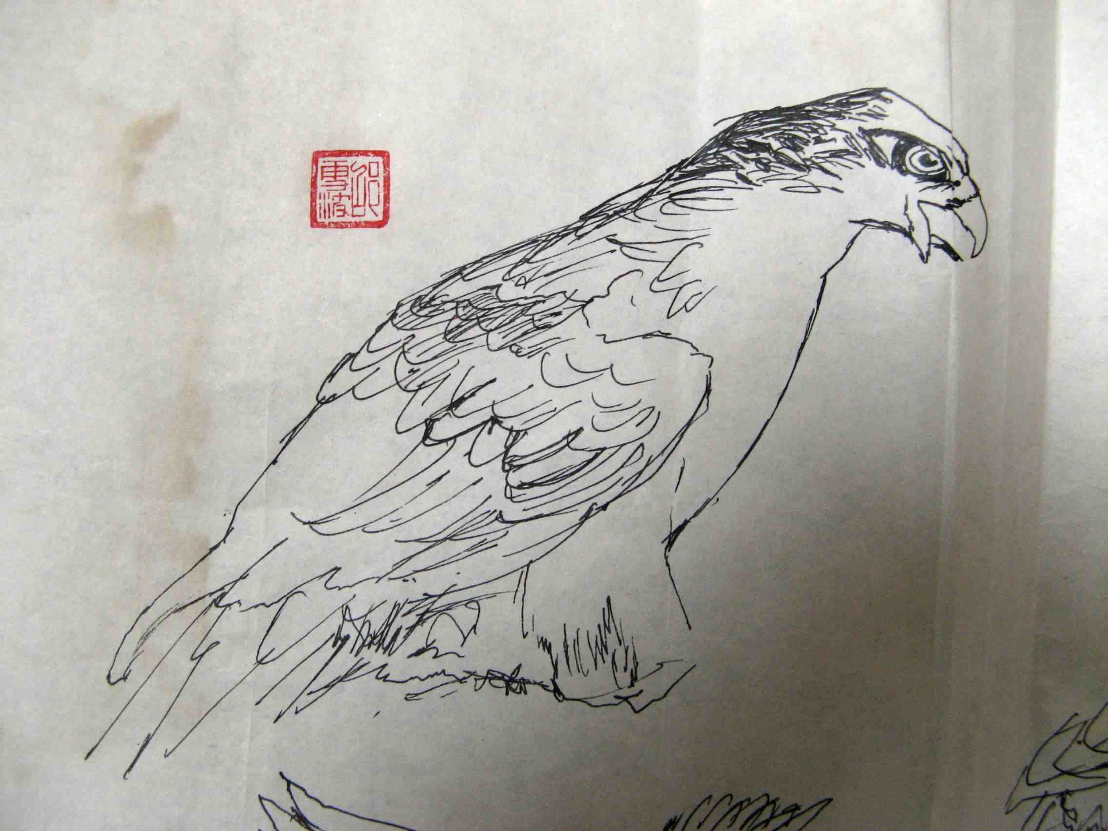 画家钢笔素描鹰隼图老画稿