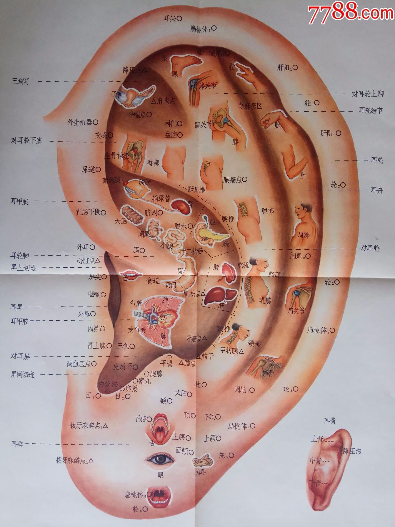 石古中医耳针图片