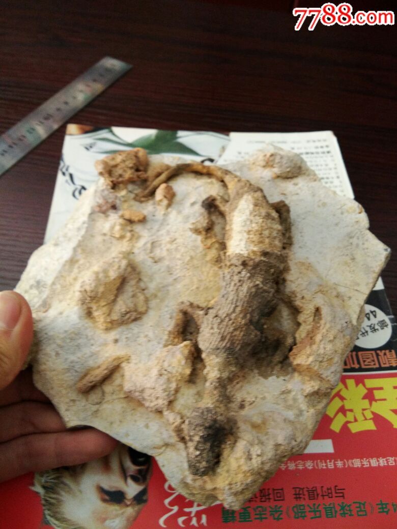 蜥蜴壁虎化石