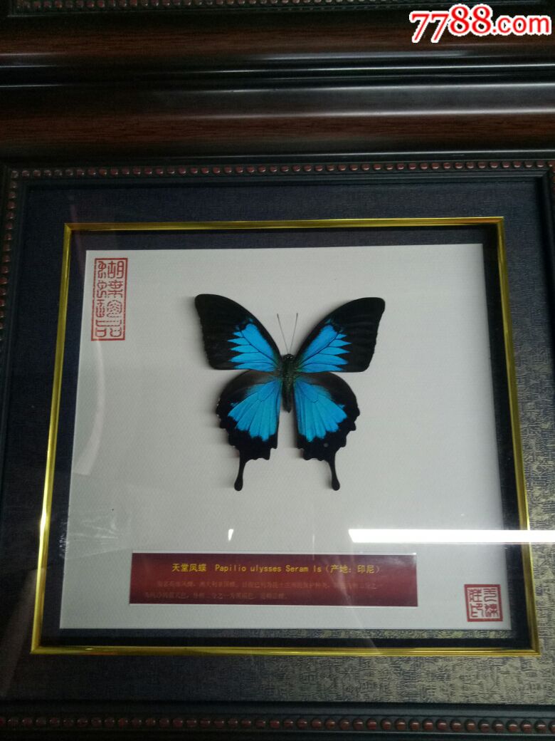蝶翅画天堂凤蝴蝶标本