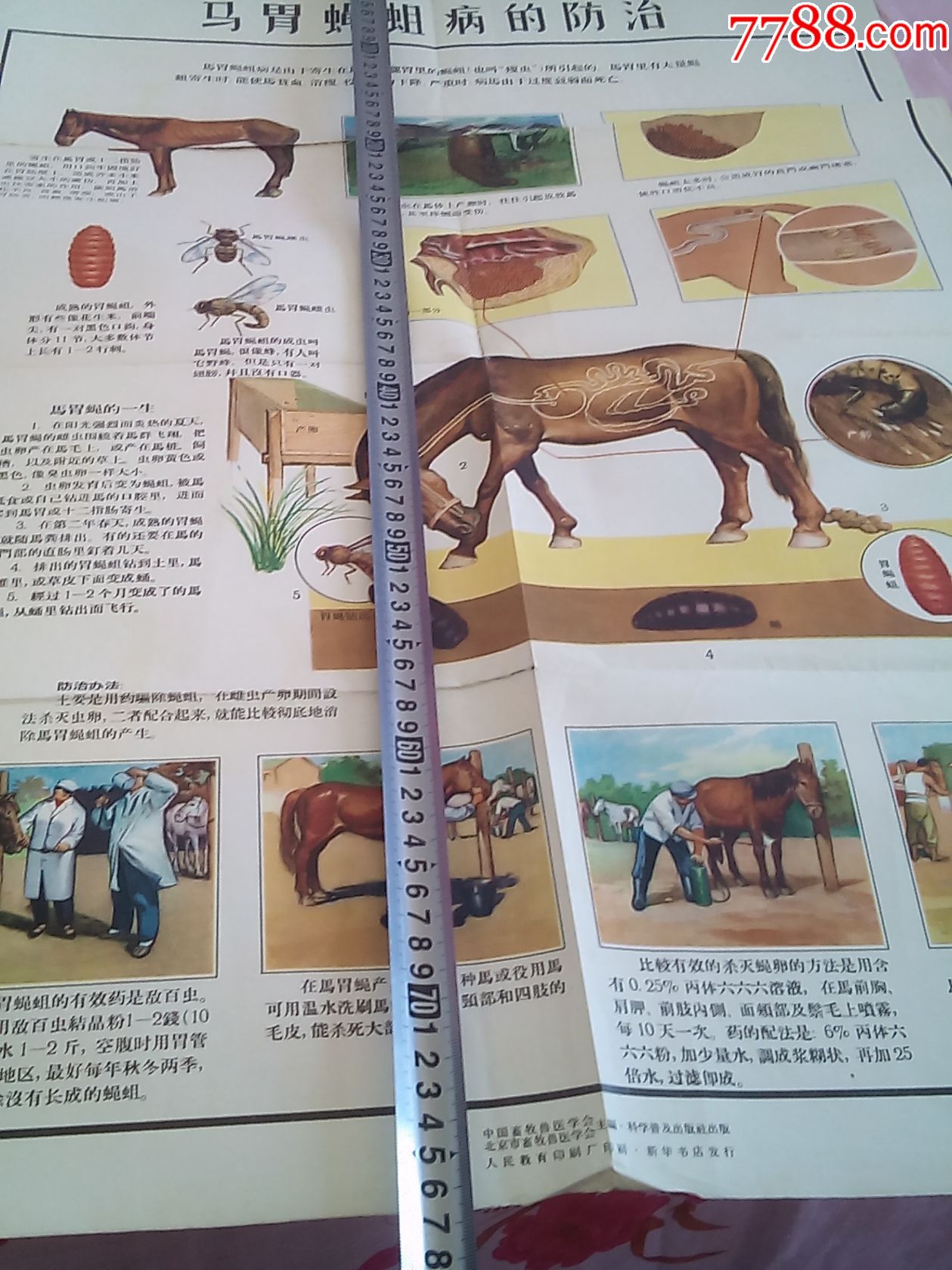 马胃蝇蛆病的防治(请仔细阅图,品严者慎拍)