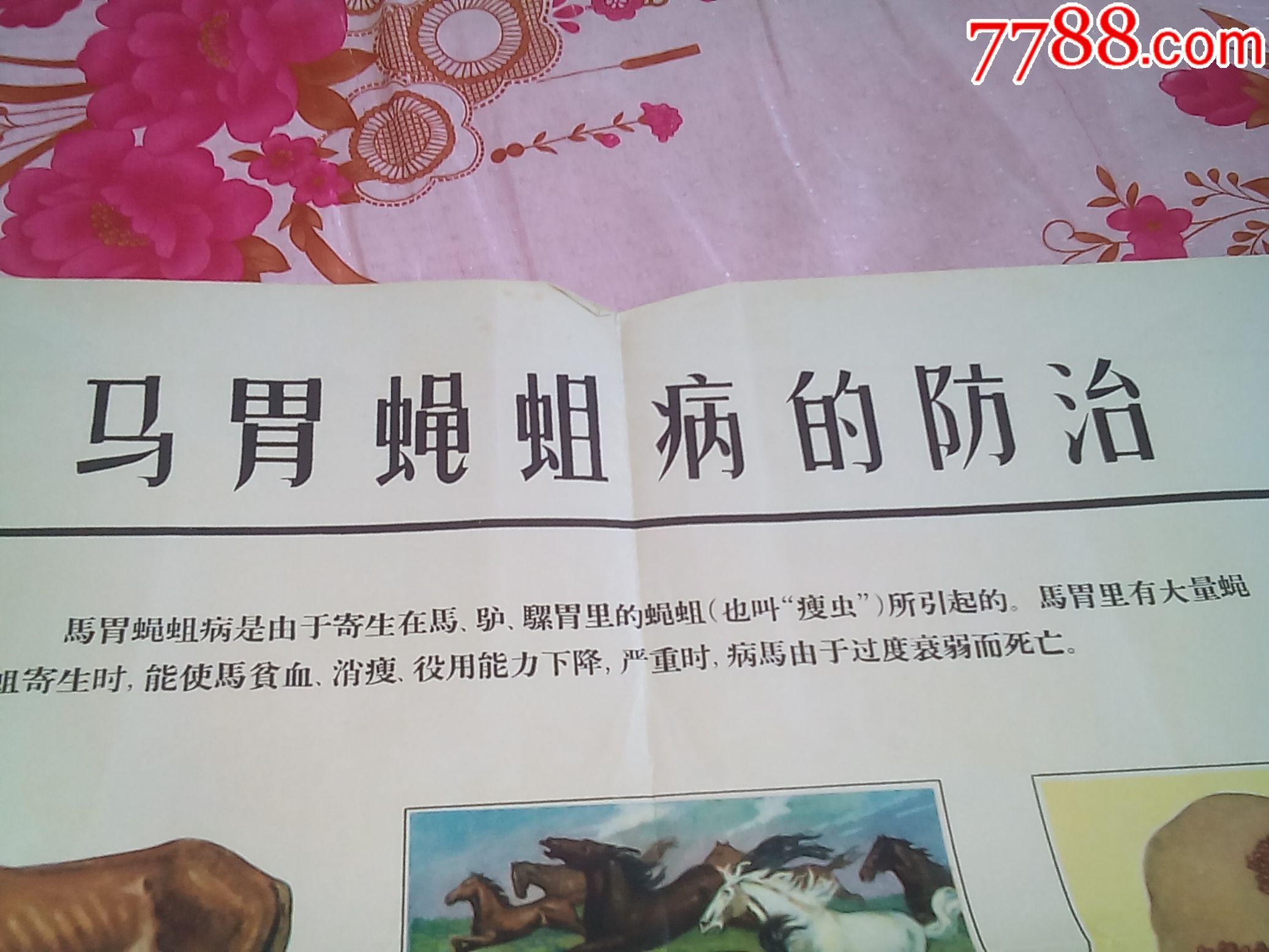 马胃蝇蛆病的防治(请仔细阅图,品严者慎拍)