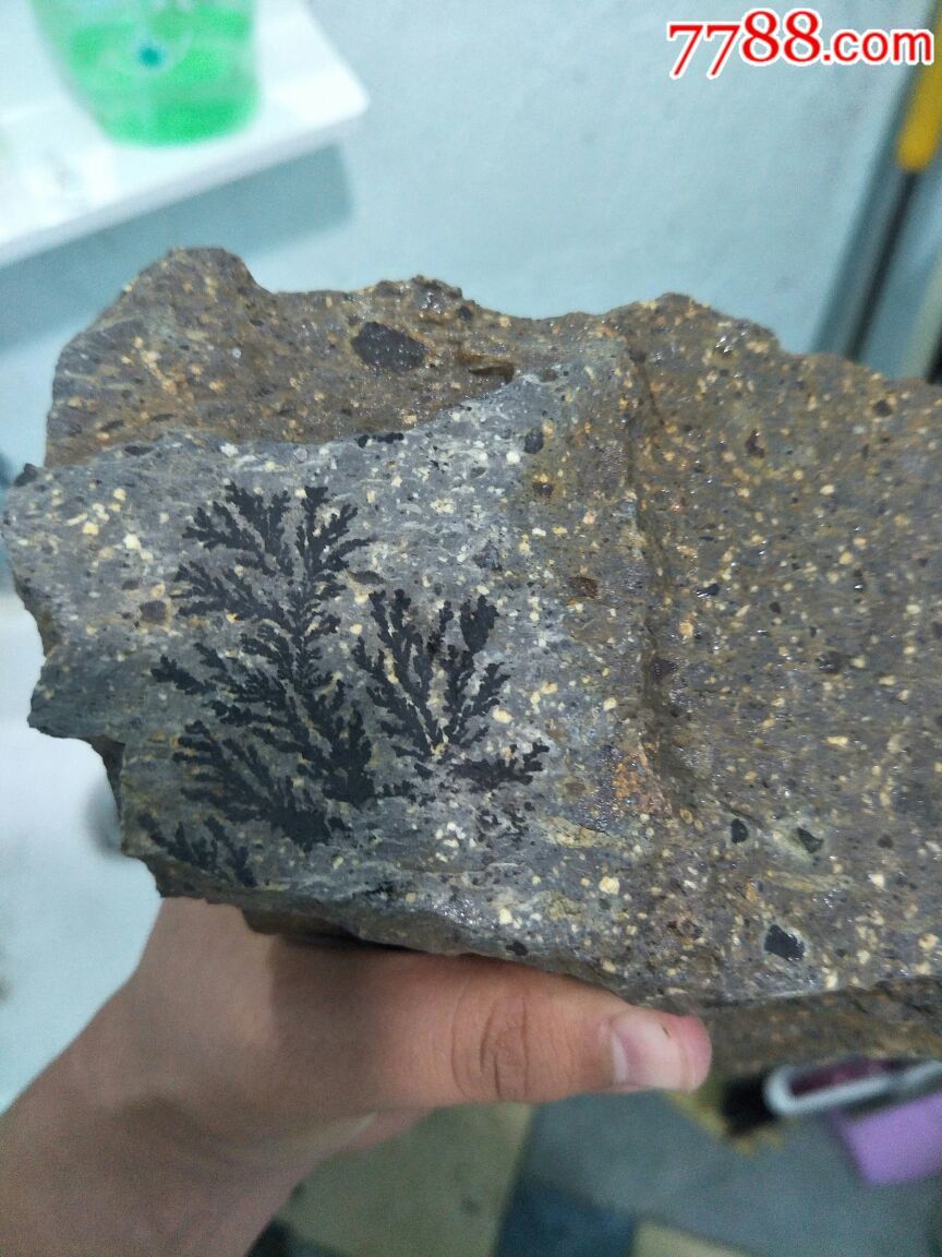 水草化石