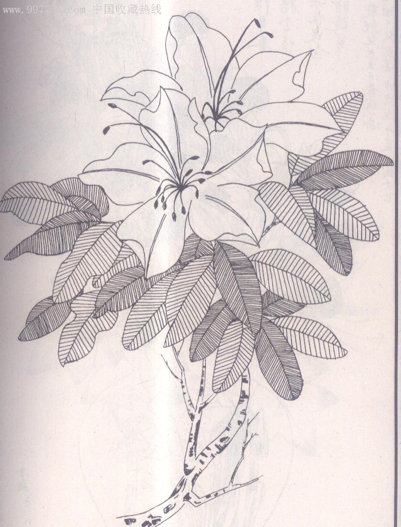 黑白花卉(16开本)_国画画册_第5张_7788画册网