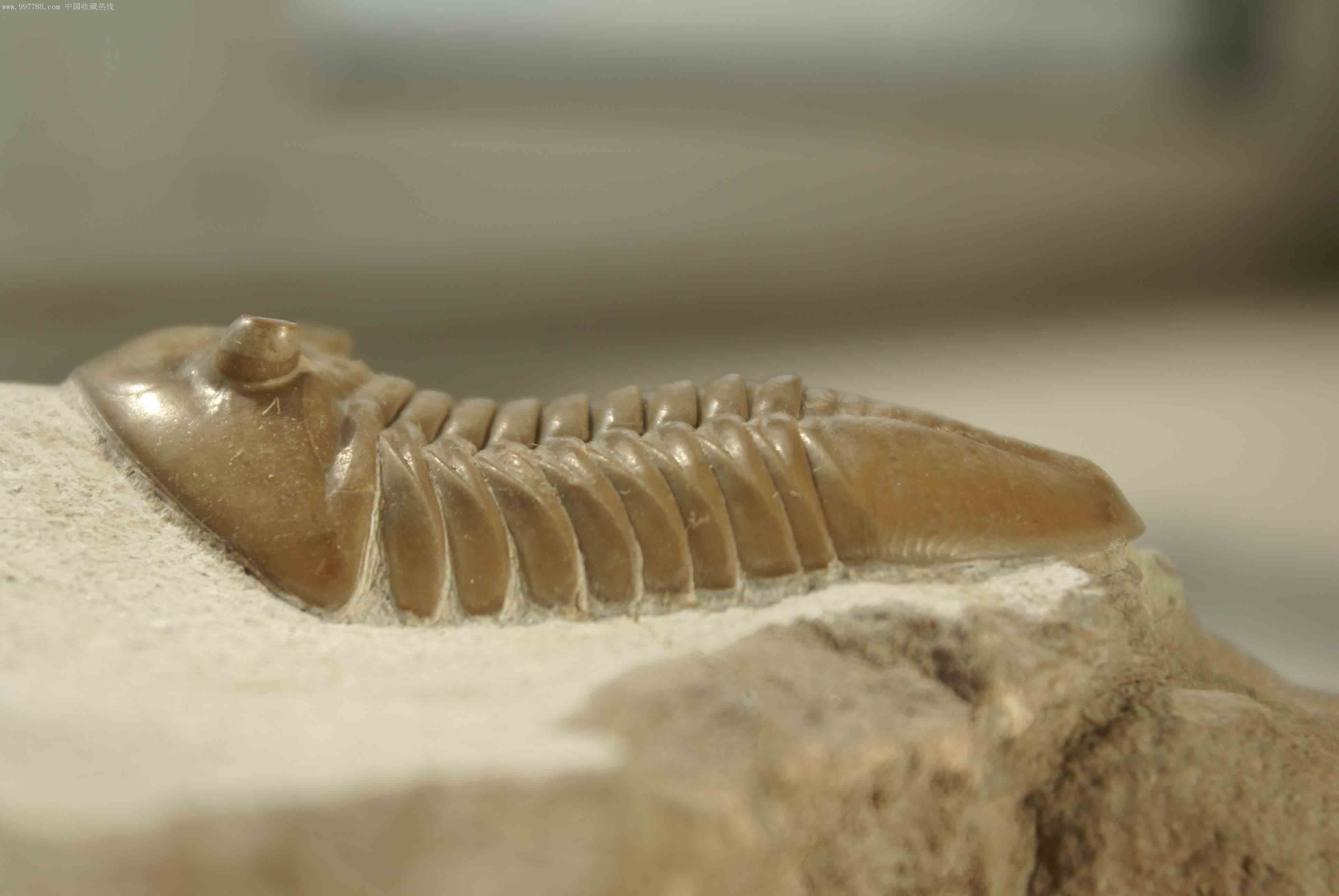 三叶虫俄罗斯asaphuslepidurus