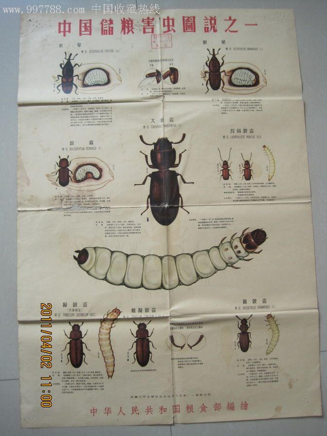 中国储粮害虫图说(4张全套)
