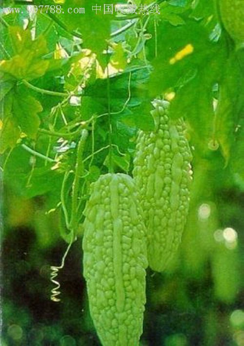 吊在藤上的苦瓜两只