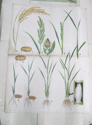 水稻的生长发育过程