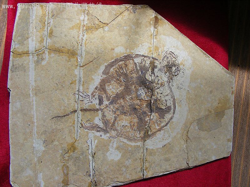 史前化石的标本画图片