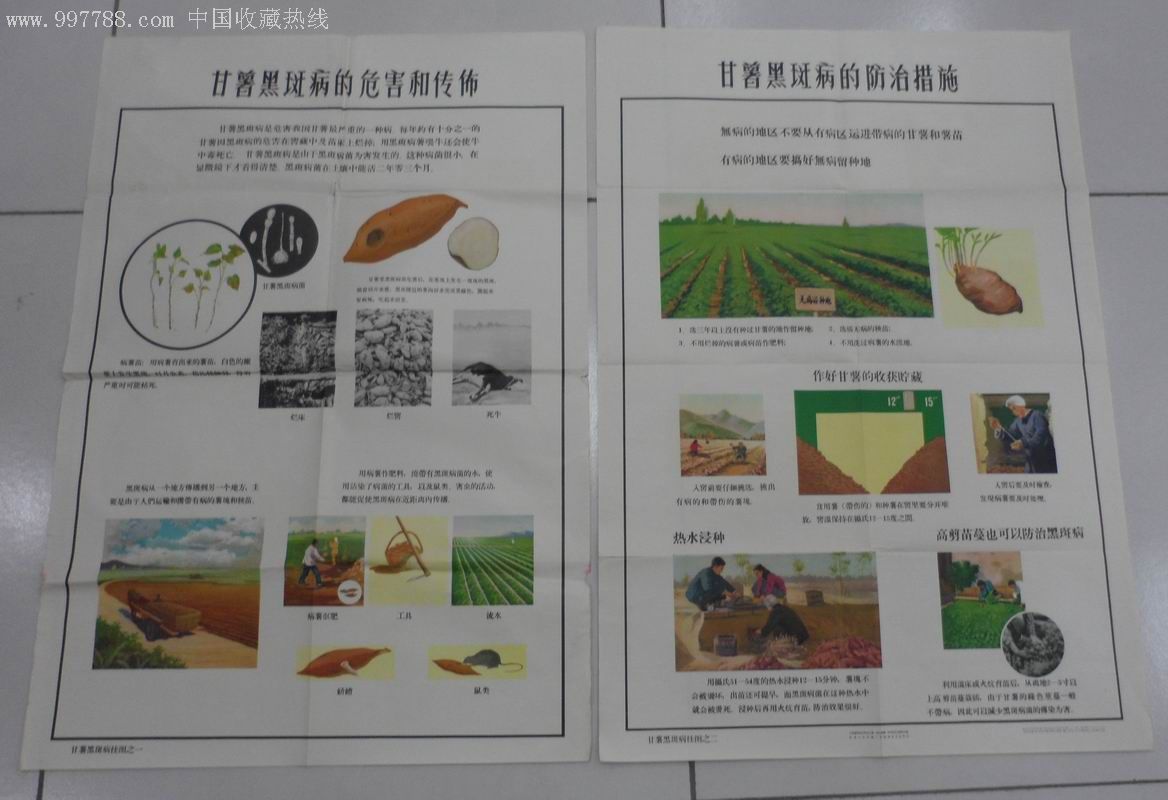 甘薯黑斑病挂图对开两张一套带原外套