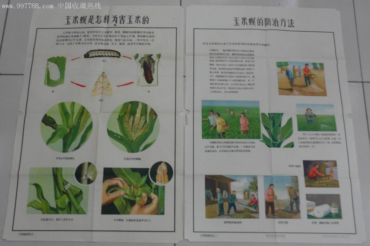 玉米螟挂图对开四张一套带原外套
