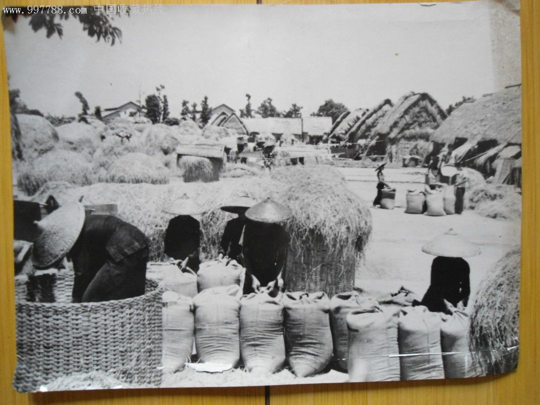 70年代农村打场装粮的照片